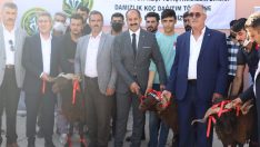 Ağrı’da 150 damızlık koç hibe yoluyla yetiştiricilere dağıtıldı