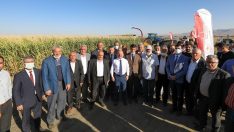 Ağrı’da silajlık mısır hasadı başladı