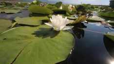 Beyşehir Gölü Milli Parkı’ndaki nilüfer bahçesine yoğun ilgi