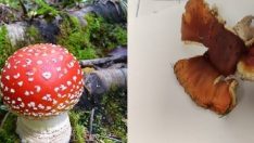 Doğu Karadeniz’de mantar zehirlenmelerinde dikkat çeken artış