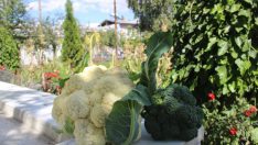 Erzurum’da yetişmez denilen sebzeyi 2 bin rakımda yetiştirdi