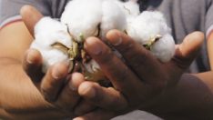 Söke TARİŞ’ten anlamlı video; “72 yıldır üreticinin sigortasıyız”