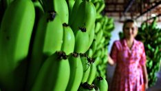 Türkiye’de yenen her iki muzdan biri Anamur’dan