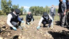 Vali Memiş ile Belediye Başkanı Sekmen kasket takıp yelek giyerek patates hasadı yaptı