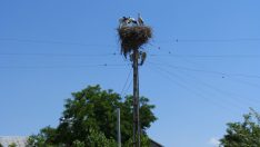 VEDAŞ direklerin sökümünü leyleklerin göçünden sonraya erteledi