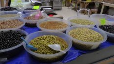 Zeytin ağacı olmayan Kayseri’de “salamura zeytin”