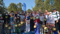 Ayvalık’ta zeytin festivali kapsamında ilk hasat