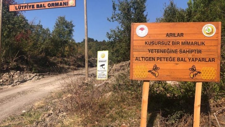 Bal ormanları yaygınlaşıyor