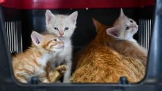 Sincan Kedi Tedavi Ünitesi ve Rehabilitasyon Merkezi açıldı