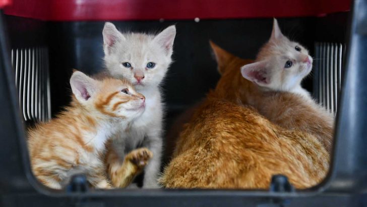 Sincan Kedi Tedavi Ünitesi ve Rehabilitasyon Merkezi açıldı