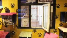 Bu pansiyonda kediler kalıyor