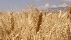 Büyükşehir Belediyesinden çiftçiye hibe buğday tohumu desteği