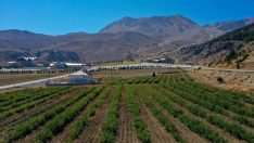 Davraz’da zambak ekimi yapıldı