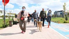 Hayvanseverler, Başkent’te hayvanlar için yürüdü