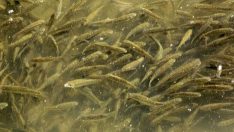 Islah edilen derede balık popülasyonu arttı