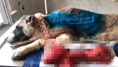 Kangal cinsi köpeğin sırtından 4 kilogram tümör çıktı