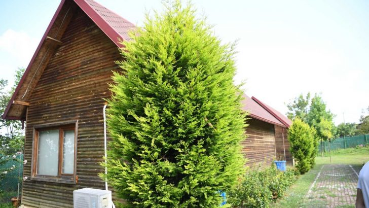 Ketenciler Gençlik Kampı yenileniyor