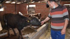 (Özel) Manda üreticisinden çağrı: “Zonguldak için en büyük yatırım tarım”