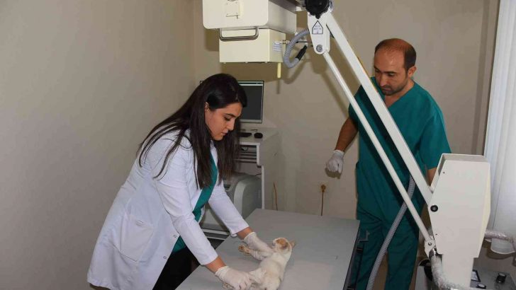 Salihli’de sokak hayvanlarına son teknoloji tedavi hizmeti başladı