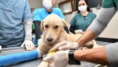 Samsun’da 2 bin 83 hayvanın tedavisi yapıldı