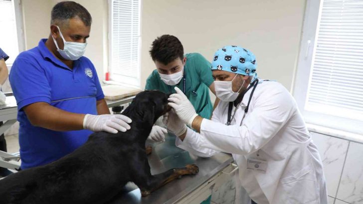 Sokak hayvanları ’mikroçip’ ile kayıt altına alınıyor
