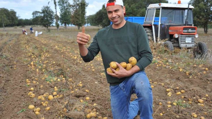 Tohum desteği meyvelerini verdi