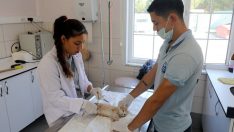 10 ayda bin 142 sokak hayvanı kısırlaştırıldı