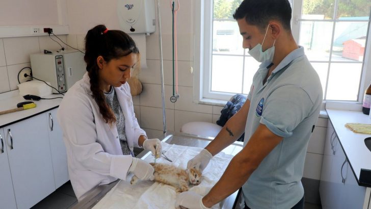 10 ayda bin 142 sokak hayvanı kısırlaştırıldı