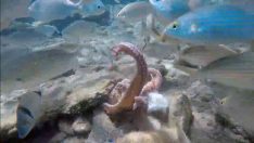 ‘Boksör’ ahtapot Kerim Can