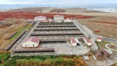 Bu barınak 5 yıldızlı otelleri aratmıyor