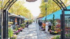 Meyve ağacı dikim mevsimi başladı: Anfa bitki evi meyve ağacı çeşitliliğiyle Başkentlileri bekliyor