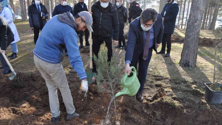 Ömrünü dolduran ağaçların yerine yenileri dikildi