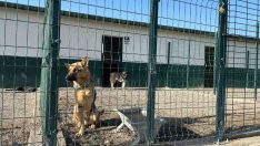 Polatlar sokak hayvanları bakımevi ve rehabilitasyon merkezinde çalışmalar hızla devam ediyor