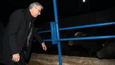 Sakarya’da sayısı her geçen gün azalıyordu, harekete geçildi