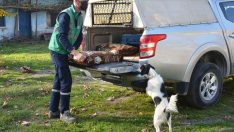 Sokak hayvanları yalnız değil