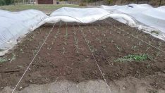 Tarım Mamak’ta filizlenir