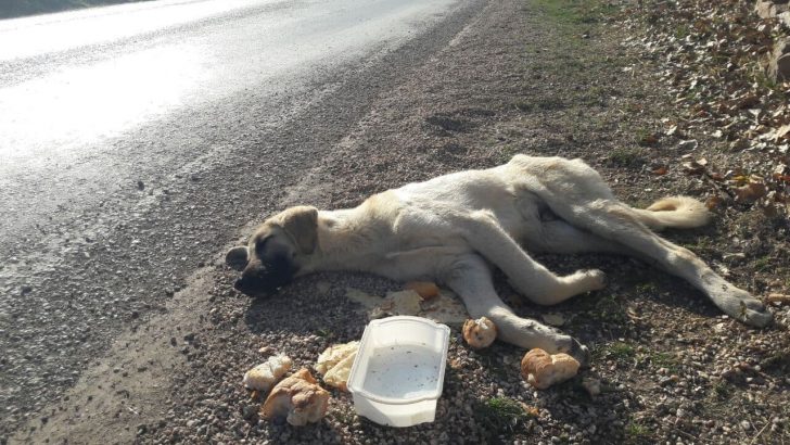 Yaralı köpeğin imdadına protokol yetişti