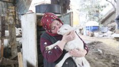 Aydın Büyükşehir Belediyesi’nin koyun hibe desteği ile sürüler büyüyor