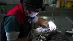 Bağcılar’da can dostlara 5 yıldızlı sağlık hizmeti