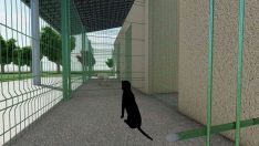 Başiskele’de sokak hayvanları için bakımevi yapılacak