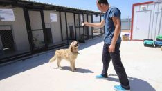 Bayraklı Belediyesi 1 yılda 4 bin 740 sokak hayvanına sağlık hizmeti verdi