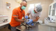 Gaziemir’de 5 bin 304 hayvana şefkat eli uzandı