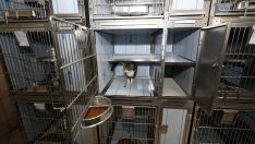 Gaziemir’de kafesler artık daha konforlu