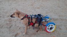 Gazze’deki eski bisiklet ve oyuncaklar hayvanlara yürüteç oldu