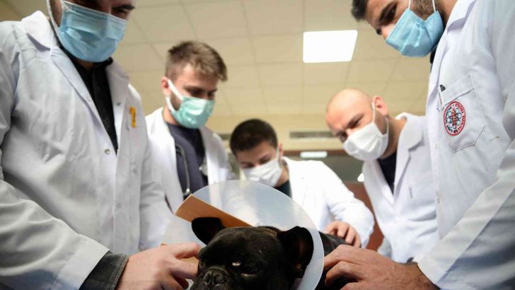 Hayvan Hastanesi’nde hizmet 7/24 devam ediyor