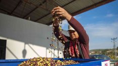 Mersin’de zeytin üreticilerine ekipman desteği