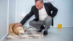 Seyhan’da 4 bin sokak hayvanı kısırlaştırıldı