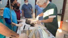 Sokak hayvanlarına kırık ve çıkık tedavisi