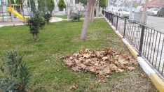 Soma’da park ve bahçelerin kışlık bakımları devam ediyor