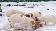 Başiskele’de sokak hayvanlarına mama desteği